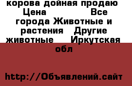 корова дойная продаю › Цена ­ 100 000 - Все города Животные и растения » Другие животные   . Иркутская обл.